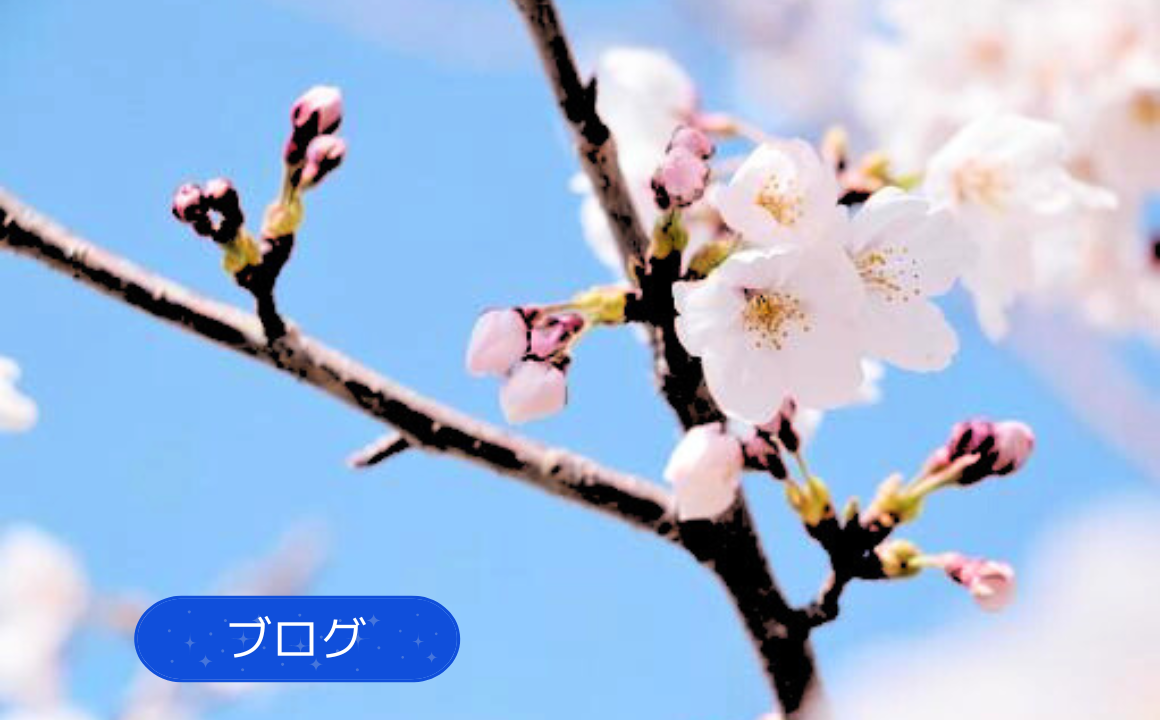 【ライトアップ】金沢といえば兼六園!今年も夜桜が綺麗です