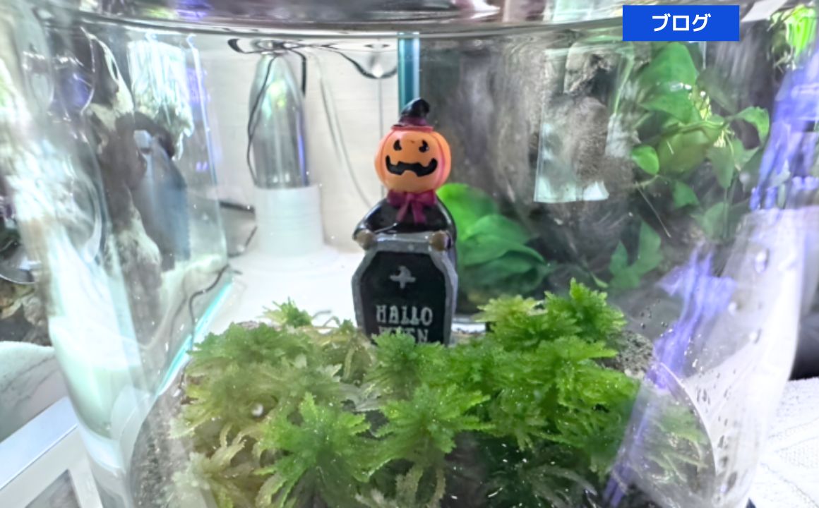 今年もハロウィンの季節がやってきました♪