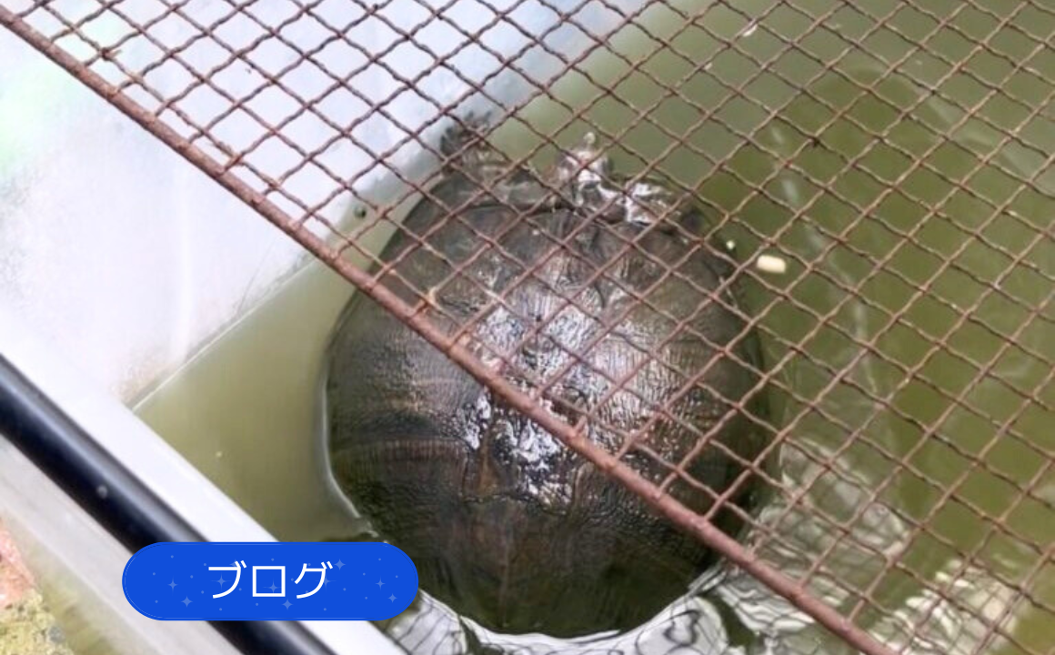 【デカい!】大きな亀さんがいました!