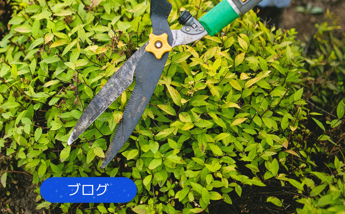 【ブログ】金沢市で剪定を行いました
