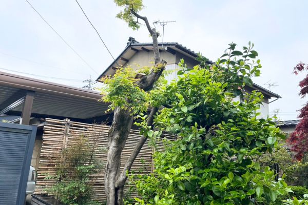 金沢市　戸建　剪定