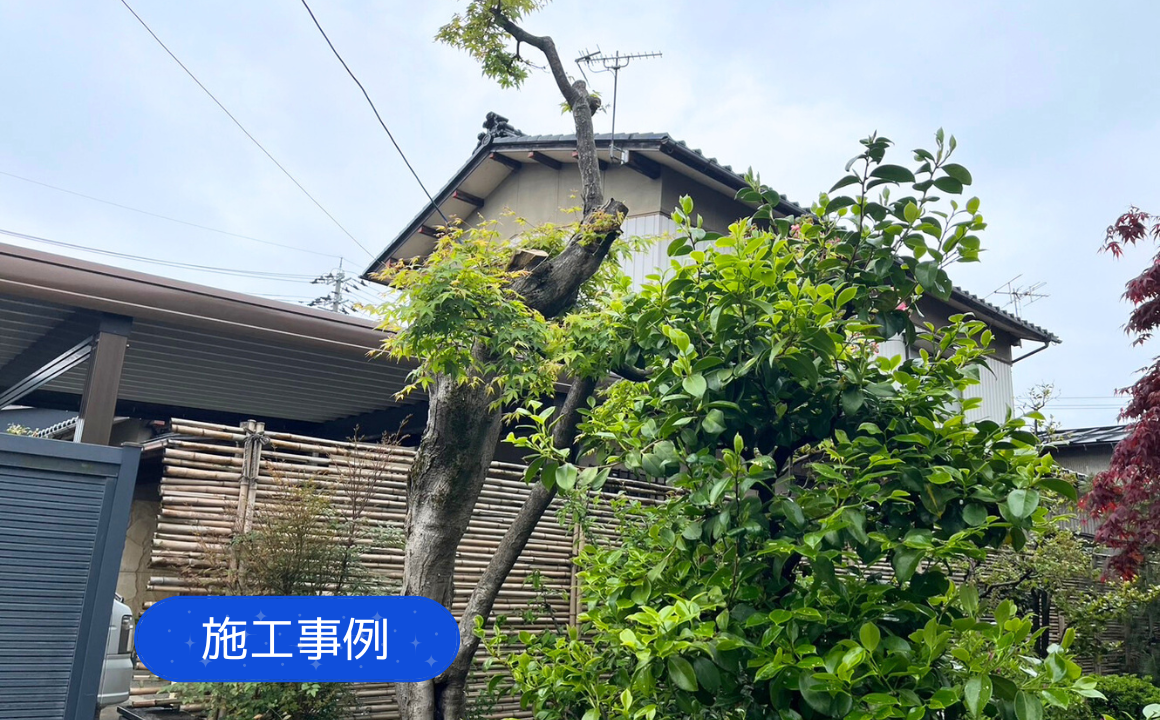 【施工事例】金沢市　剪定　サルスベリ伐採　施工前・施工後