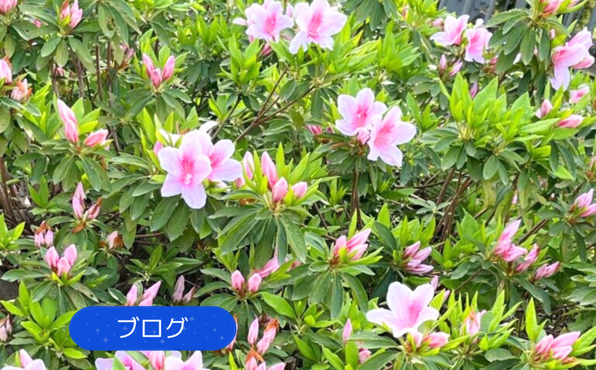 【ブログ】現場近くに綺麗なお花が咲いていました!